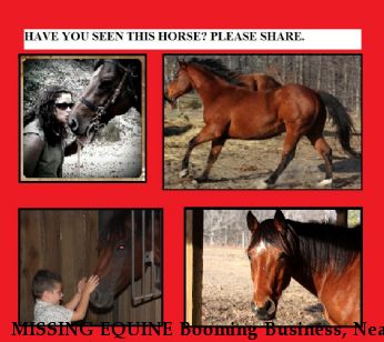 MISSING EQUINE Booming Business, Near Normandy, TN, 37360